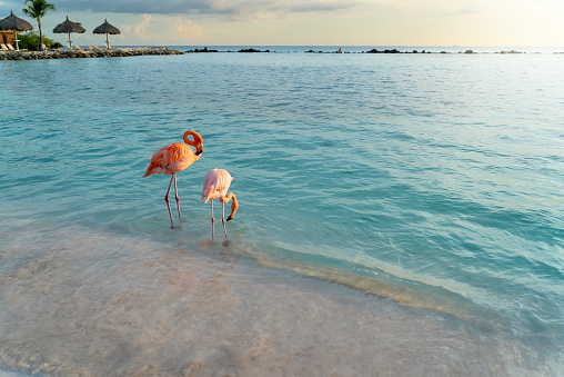 Wild flamingos on a beach in Aruba in the Caribbean.