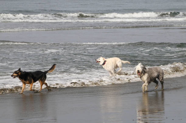 istock Three dogs running in the water at the beach 1426994897