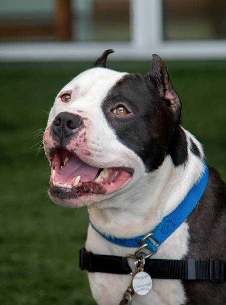 istock Smiling black and white pitbull with cropped ears 1426994915