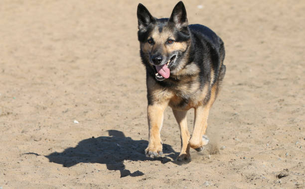 istock Happy German Shepherd running in the sand 1426994940