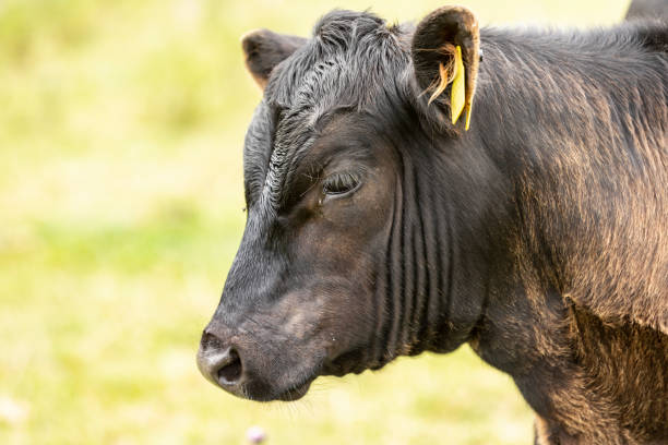 istock Close up of calf 1426995183
