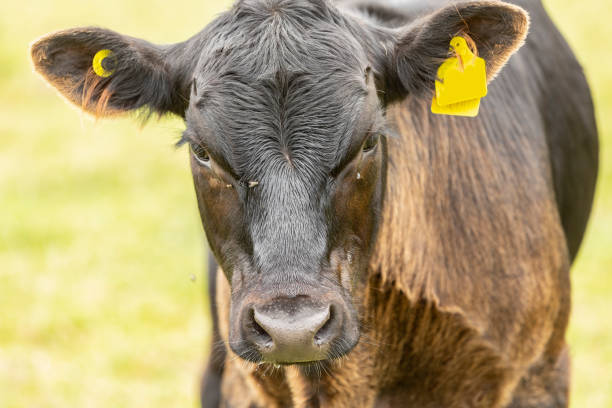 istock Close up of calf 1426995193