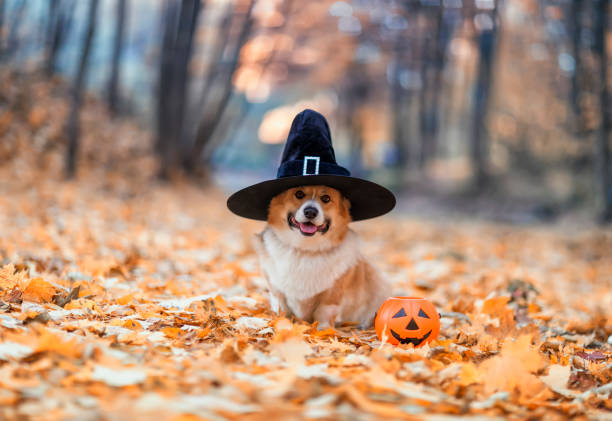 おしゃれな黒い帽�子をかぶったかわいいコーギー犬が秋の公園にハロウィン用のカボチャと一緒に座っている - color image thanksgiving photography harvest festival ストックフォトと画像