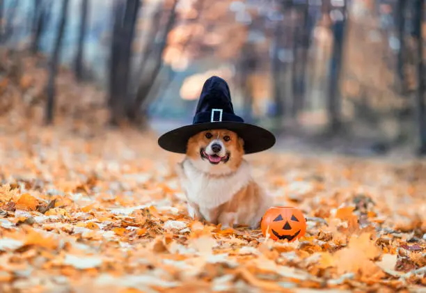 Photo of cute corgi dog in fancy black hat sitting in autumn park with pumpkin for halloween