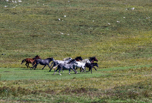 A herd of horses of various colors freely galloping across mountain meadows