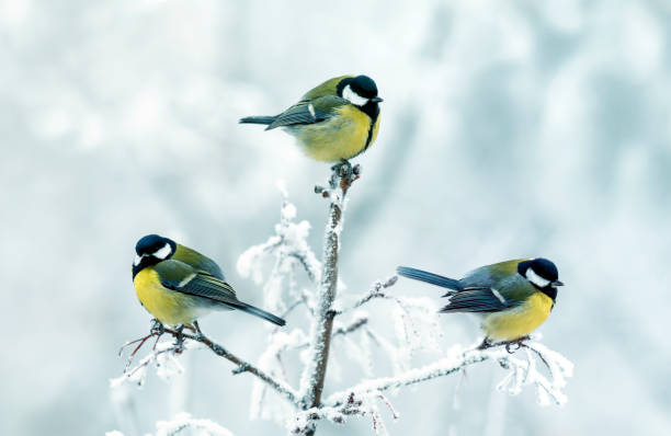 istock three little tit birds sitting in a winter park on branches covered with white frost 1426996189