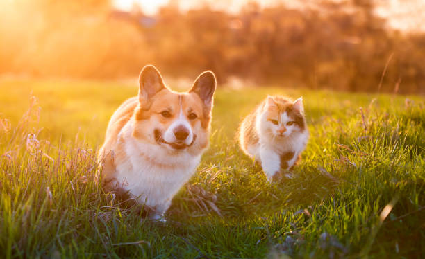 털복숭이 친구 개와 고양이는 햇빛 아래에서 밝은 여름 초원을 우호적으로 걷는다. - amicably 뉴스 사진 이미지
