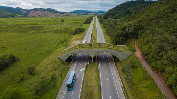 A vegetated viaduct provides passage for animals along the busy BR-101 highway, in the municipality of Casimiro de Abreu, in Rio de Janeiro. This viaduct reduces the accident rates and fauna collisions in the region. stock photo