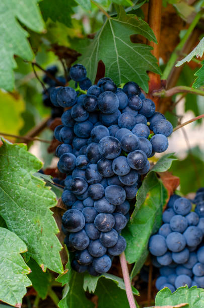 istock harvesting red wine grapes 1426998433