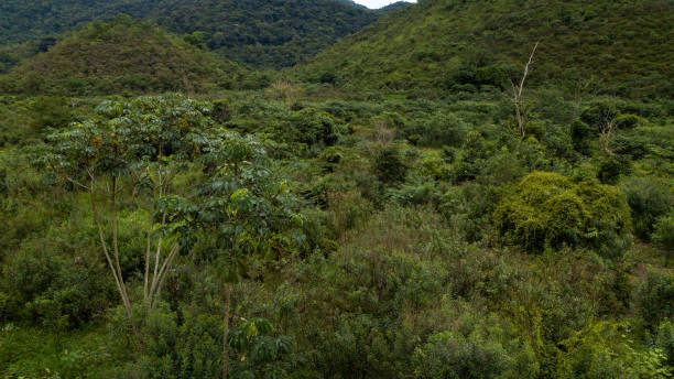 Rural area destined for restoration of native forest in the municipality of Casimiro de Abreu, Rio de Janeiro. Forest restoration is necessary to ensure the existence of fauna and flora in the Atlantic Forest. stock photo