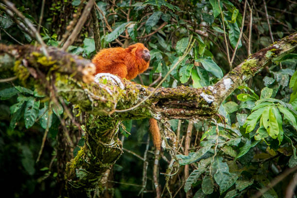 The golden lion tamarin is an endemic species native to the Atlantic Forest of Rio de Janeiro state and is critically endangered. The NGO Associação Mico Leão Dourado has been working for over 2 decades to increase the population of the species. stock photo