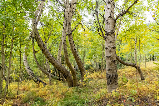 Rare Aspen Curves - Unusual curvy aspen trees in southwest Colorado in western USA near Telluride.