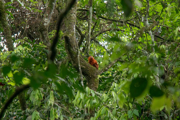 The golden lion tamarin is an endemic species native to the Atlantic Forest of Rio de Janeiro state and is critically endangered. The NGO Associação Mico Leão Dourado has been working for over 2 decades to increase the population of the species. stock photo
