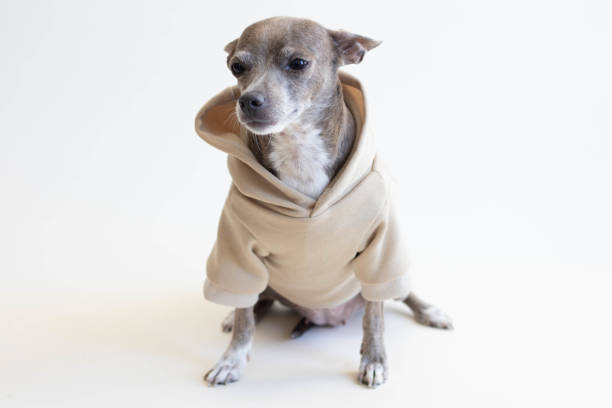 istock Chihuahua dog with sweatshirt 1426999948