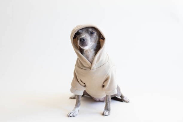 istock Chihuahua dog with sweatshirt 1426999953