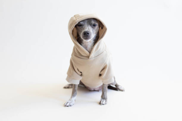 istock Chihuahua dog with sweatshirt 1426999959