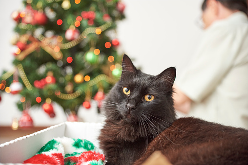 Black cat looking at camera resting in a box while his family decorates the Christmas tree in the background. Bright image with copy space.
