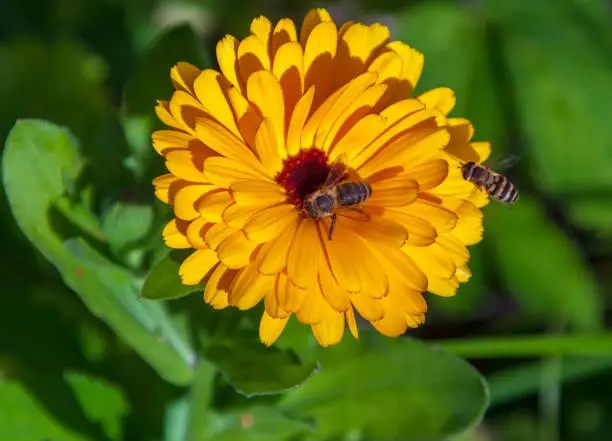 Photo of Honey bee and babbling fly over an corolla of orange calendula.