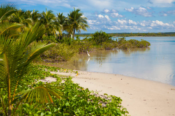 istock Crane at Andros, Bahamas 1427015923
