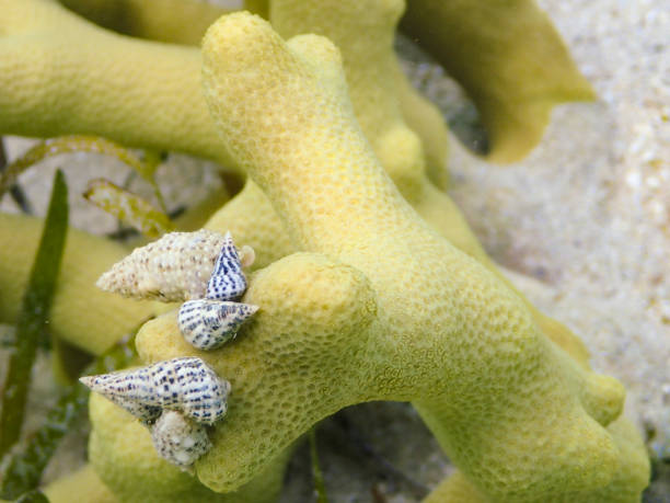 escargots de mer sur corail - sea snail photos et images de collection