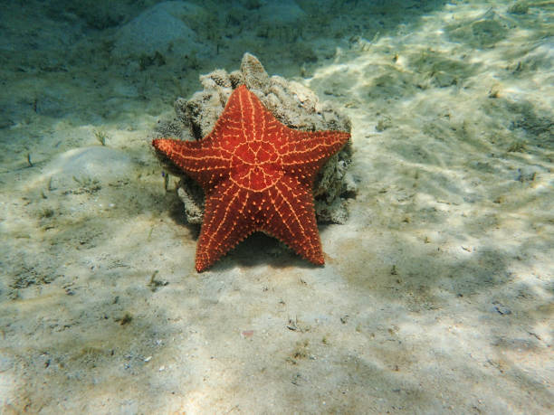 istock Sea Star Starfish, Andros Bahamas 1427016210