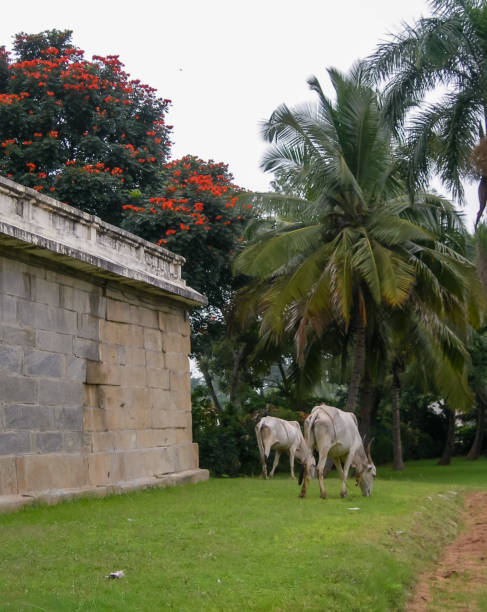 sacred cows at somnathpur temple - somnathpur imagens e fotografias de stock