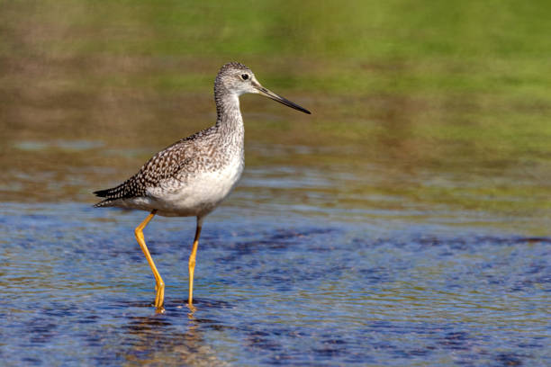 Greater Yellowlegs at Burnaby Lake, Burnaby, BC, Canada Greater Yellowlegs at Burnaby Lake, Burnaby, BC, Canada green sandpiper tringa ochropus stock pictures, royalty-free photos & images
