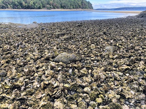A large oyster bed sprawled across the beach at low tide in the gulf islands, british columbia, canada
