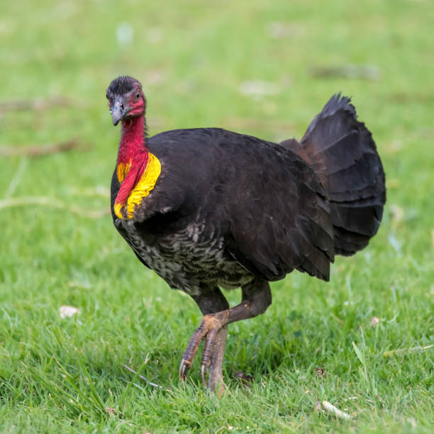 istock Australian Brushturkey on the grass 1427022809