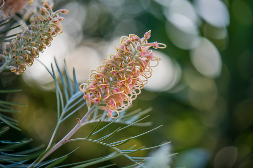 Grevillea in flower with pale pastel colours