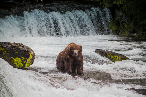 A very large, older grizzly bear hangs out at Brooks Falls in Katmai National Park, waiting for salmon to jump the falls.