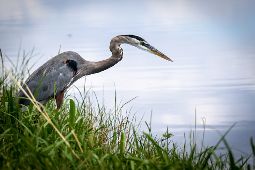 Gran garza azul en busca de peces en el borde de un canal en un viaje de vida silvestre en Florida photo