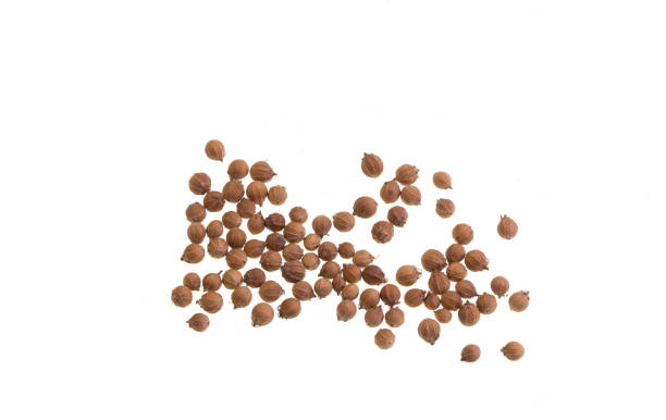 coriander seeds isolated on white - coriander seed fotos imagens e fotografias de stock