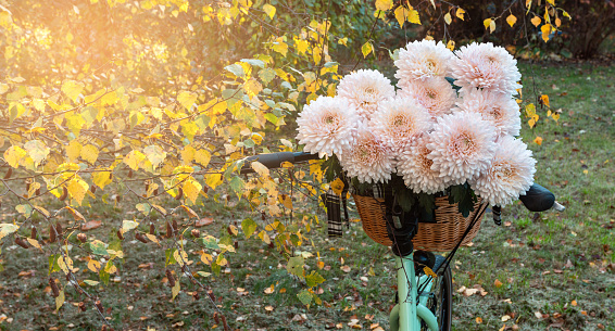 Light pink chrysanthemums in a green bicycle basket. Autumn park, tree with yellow leaves.