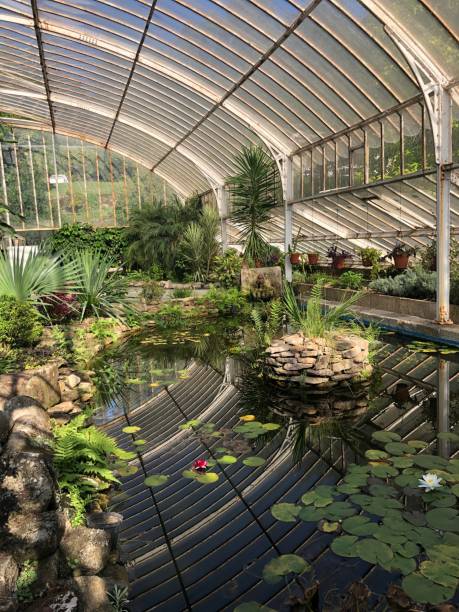 istock Pond in a Greenhouse . Galicia 1427029519