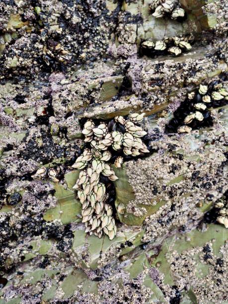 istock Goose Barnacles in Galician coastline 1427029535