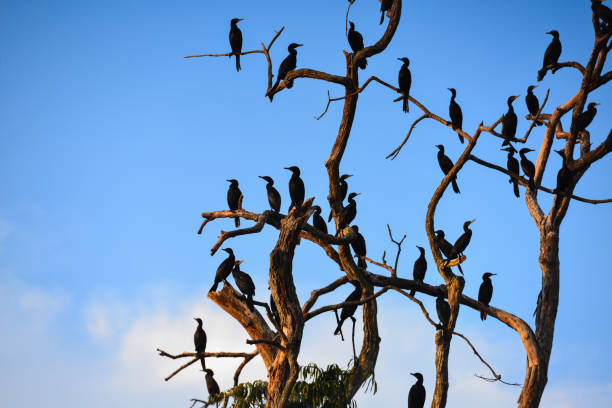 A tree full of neotropic cormorants in the wetlands of the Guaporé river stock photo