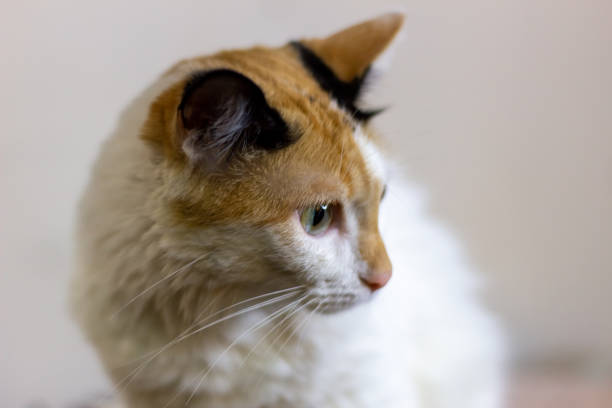 white cat green eyes under the light