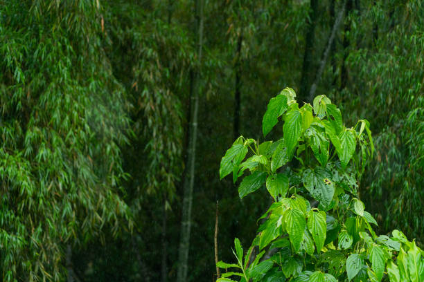 Rain that moistens the plants in a beautiful forest in Dos Quebradas Risaralda in COLOMBIA