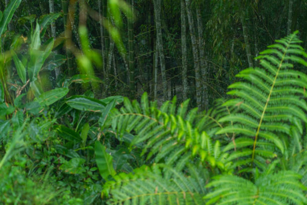 Rain that moistens the plants in a beautiful forest in Dos Quebradas Risaralda in COLOMBIA