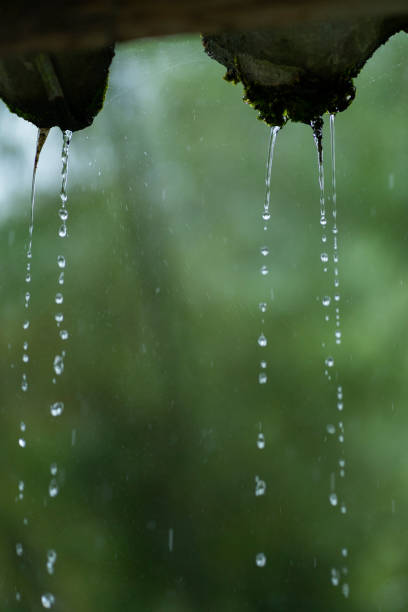 lluvia que humedece las plantas en un hermoso bosque - rain monsoon rainforest storm fotografías e imágenes de stock