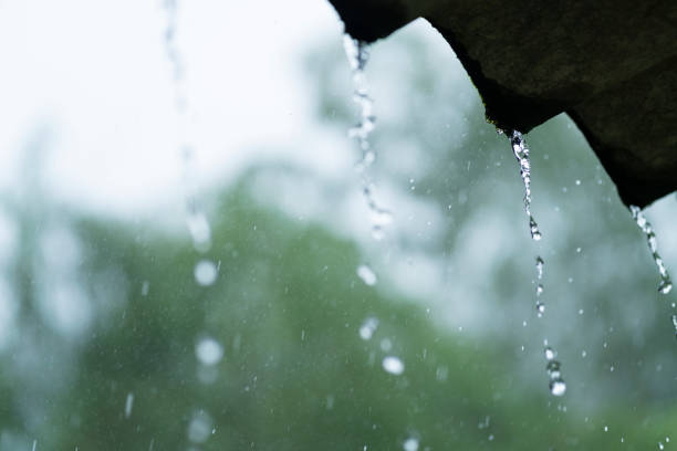 istock Rain that moistens the plants in a beautiful forest 1427033649
