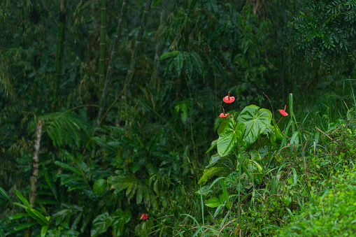 Rain that moistens the plants in a beautiful forest in Dos Quebradas Risaralda in COLOMBIA