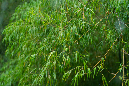 Green bamboo bushes in winter