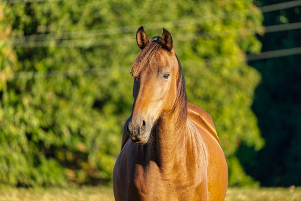 istock Red horse portrait on green pasture. 1427035655