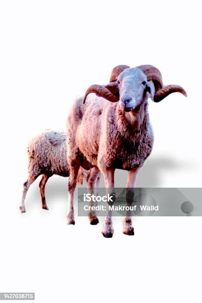 Sheep On A White Background Stock Photo - Download Image Now - Agriculture, Algeria, Animal