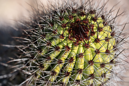 Saguaro Cactus - close-up of the top of the cactus