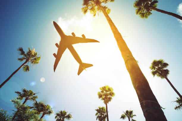 istock Low angle view of palm trees against sky 1427039004