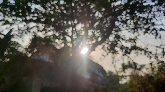 blurry vision of sun light behind tree defocused