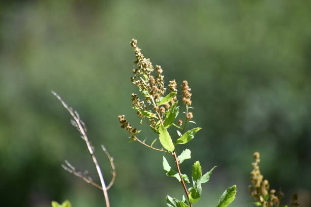 istock Oregon Summer Flower Plant 1427054656